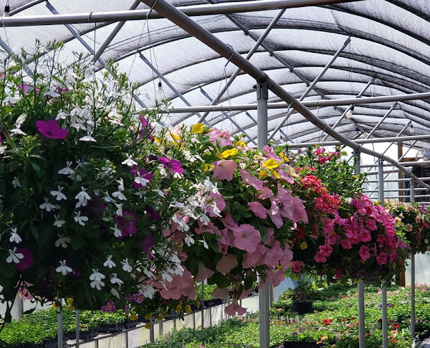 Buds-And-Blooms-Greenhouse.jpg
