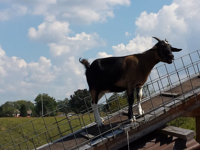 Great-Smoky-Farm.jpg