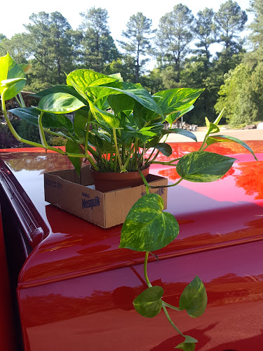 Green-Thumb-Nursery-and-Florist.jpg