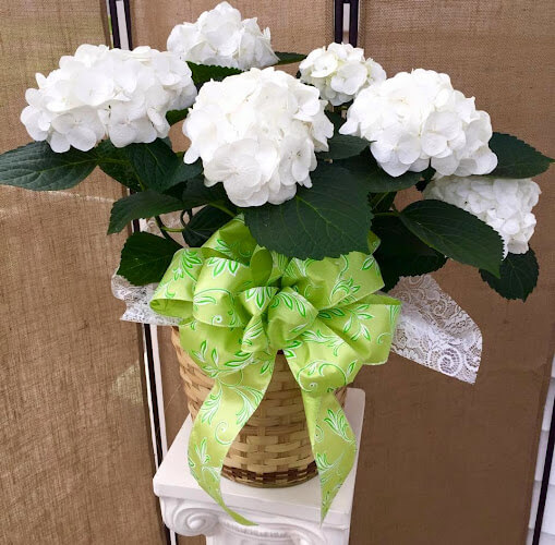 Motts-Floral-Design.jpg