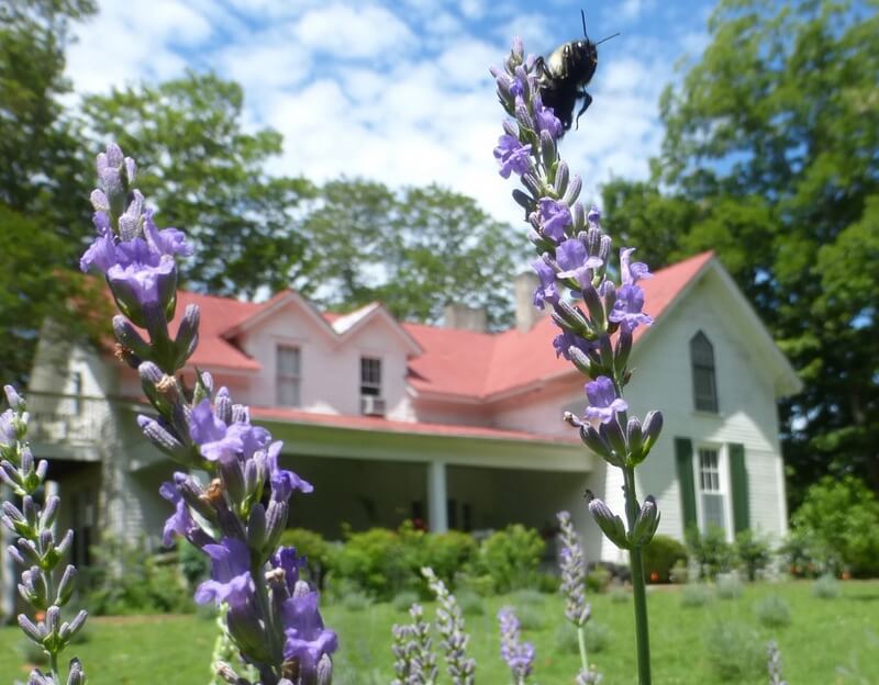 Mulberry-Lavender-Farm.jpg