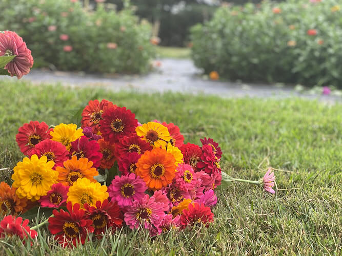 Petal-and-Rake.jpg