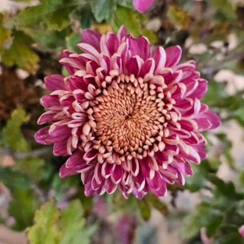 The-Flower-Farm-Memphis.jpg